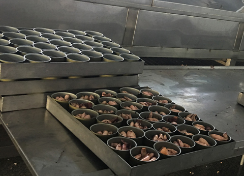 SQUID-PRODUCTION.jpg